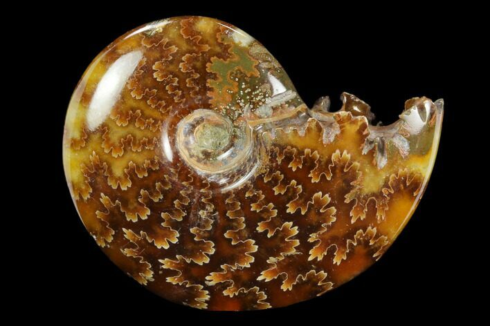 Polished, Agatized Ammonite (Cleoniceras) - Madagascar #117426
